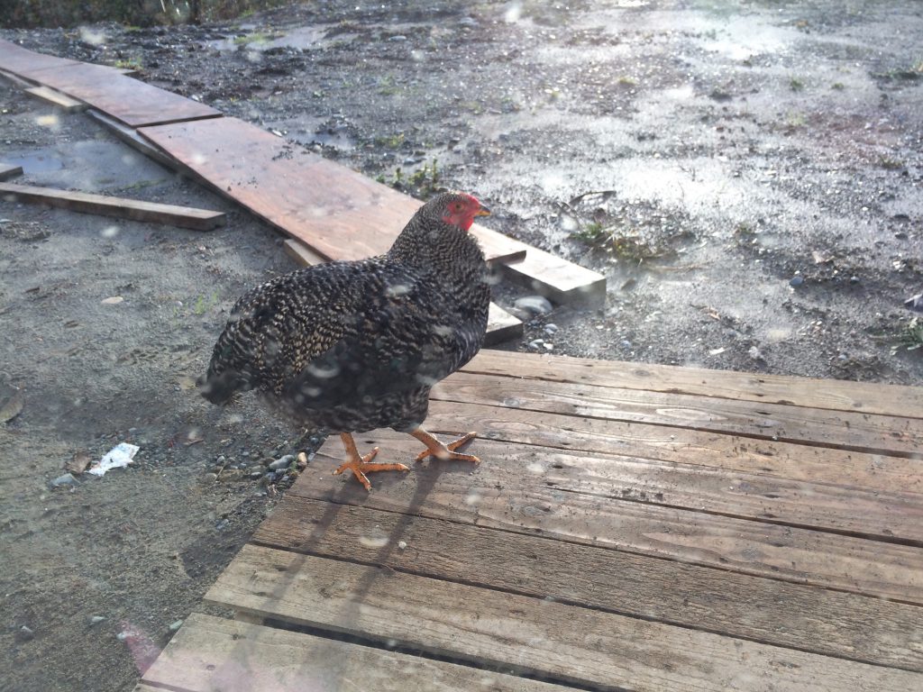 chicken on step